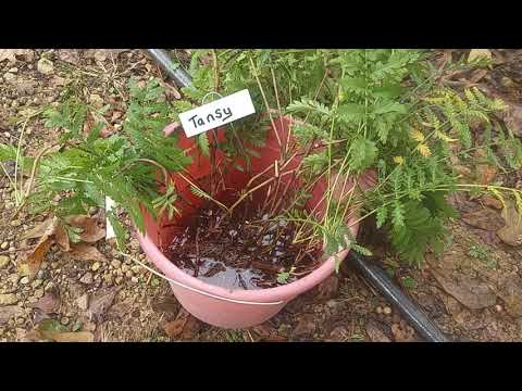 Tansy from seed to seedling - plant - blooms - transplant