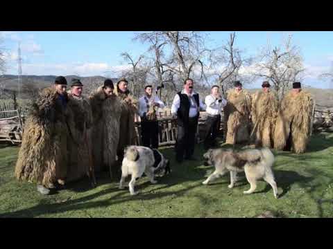 Pacurari cu oi putine