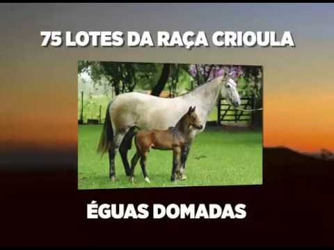 II REMATE CAPANEGRA DE VERÃO