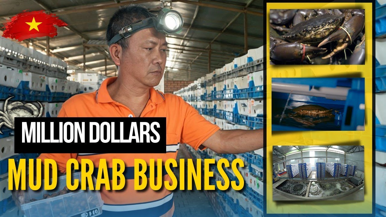 How Vietnam Mud Crab FARMERS are making Millions!