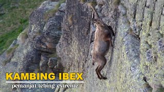 Download lagu Ibex Mountain Goat Extreme Rock Climber Defying Gravity mp3