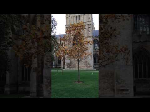Tulip Tree (Liriodendron tulipifera) - tree on Exeter Cathedral green - October 2017