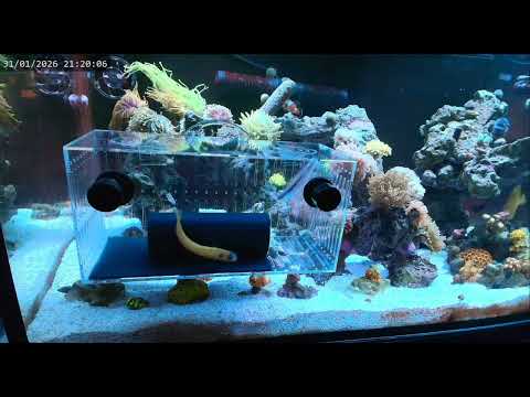 Sushi is too curious...