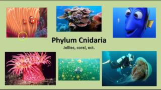 Unit 14 - Sponges & Cnidaria