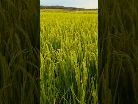 Lavoura de arroz irrigado, safra 2025/2026. Capão do Leão - Rio Grande do Sul.