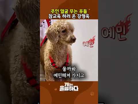 주인 공격하는 푸들 참교육하는 강형욱