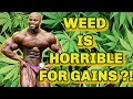 WEED NOT GOOD FOR BUILDING MUSCLE? IFBB pro bodybuilder Quinton Eriya breaks it down