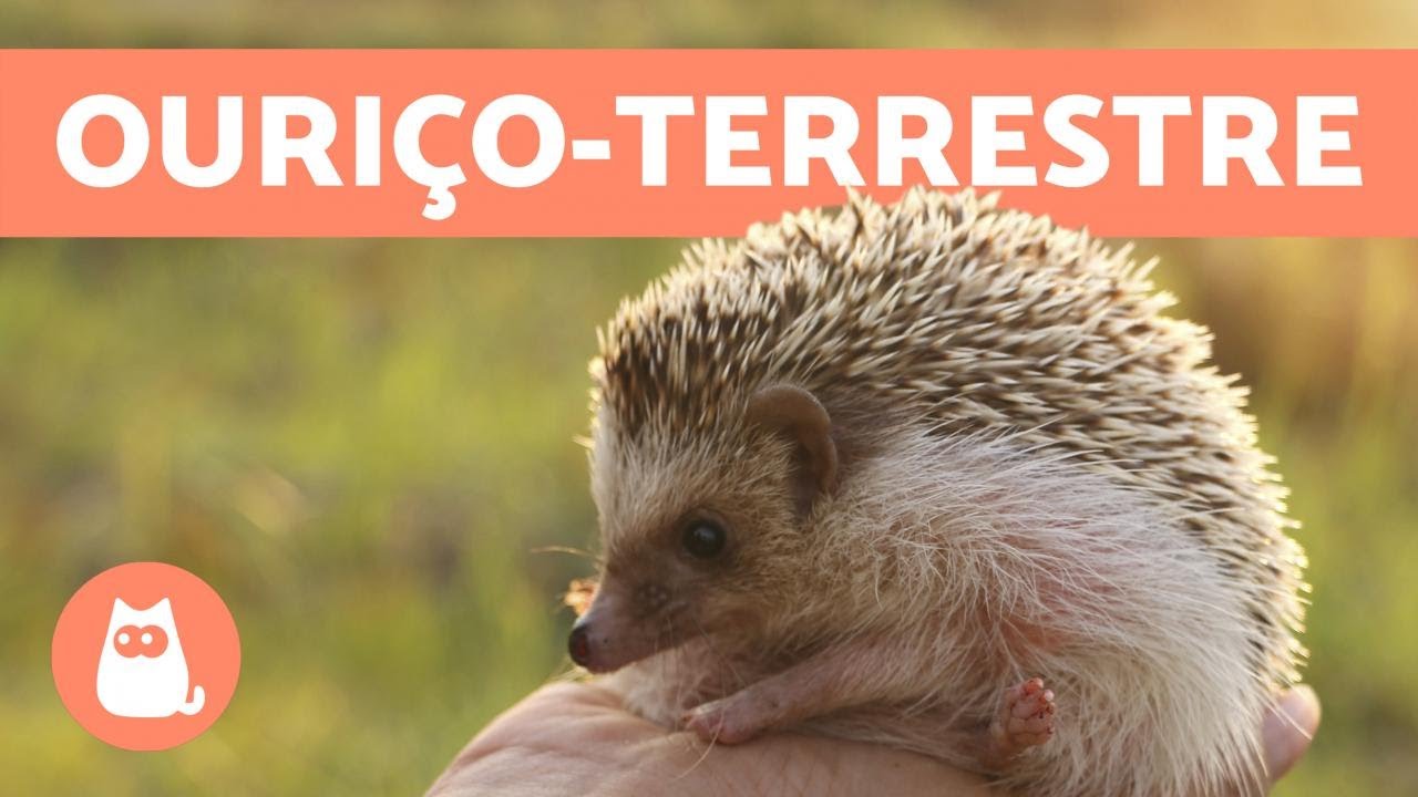 OURIÇO-TERRESTRE: é legalizado no Brasil? - Cuidados e tudo sobre eles!