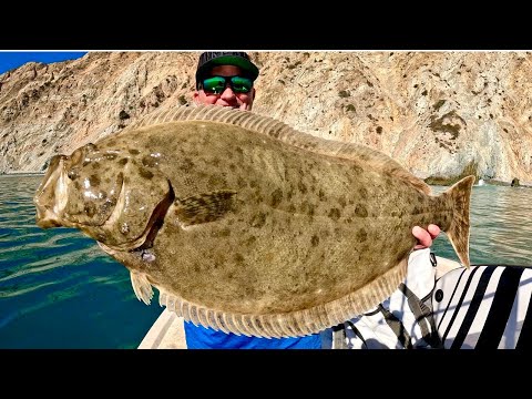 Catalina Island Halibut Fishing! (Camping, Catch, Clean and Cook)