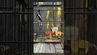 Download lagu MAKIN PARAH KACER KONSLET INI KACER GACOR BONGKAR MATERI mp3 Download lagu MAKIN PARAH KACER KONSLET INI KACER GACOR BONGKAR MATERI mp3