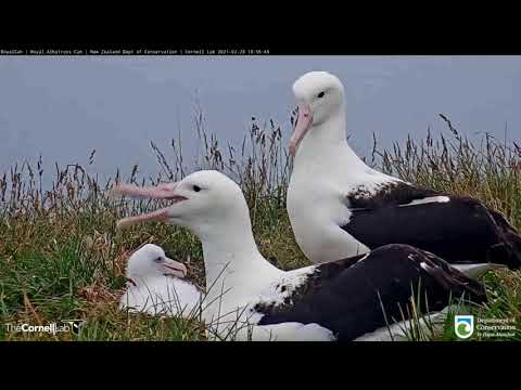 Family Reunion At The Royal Cam Nest | DOC | Cornell Lab – Feb. 28, 2021