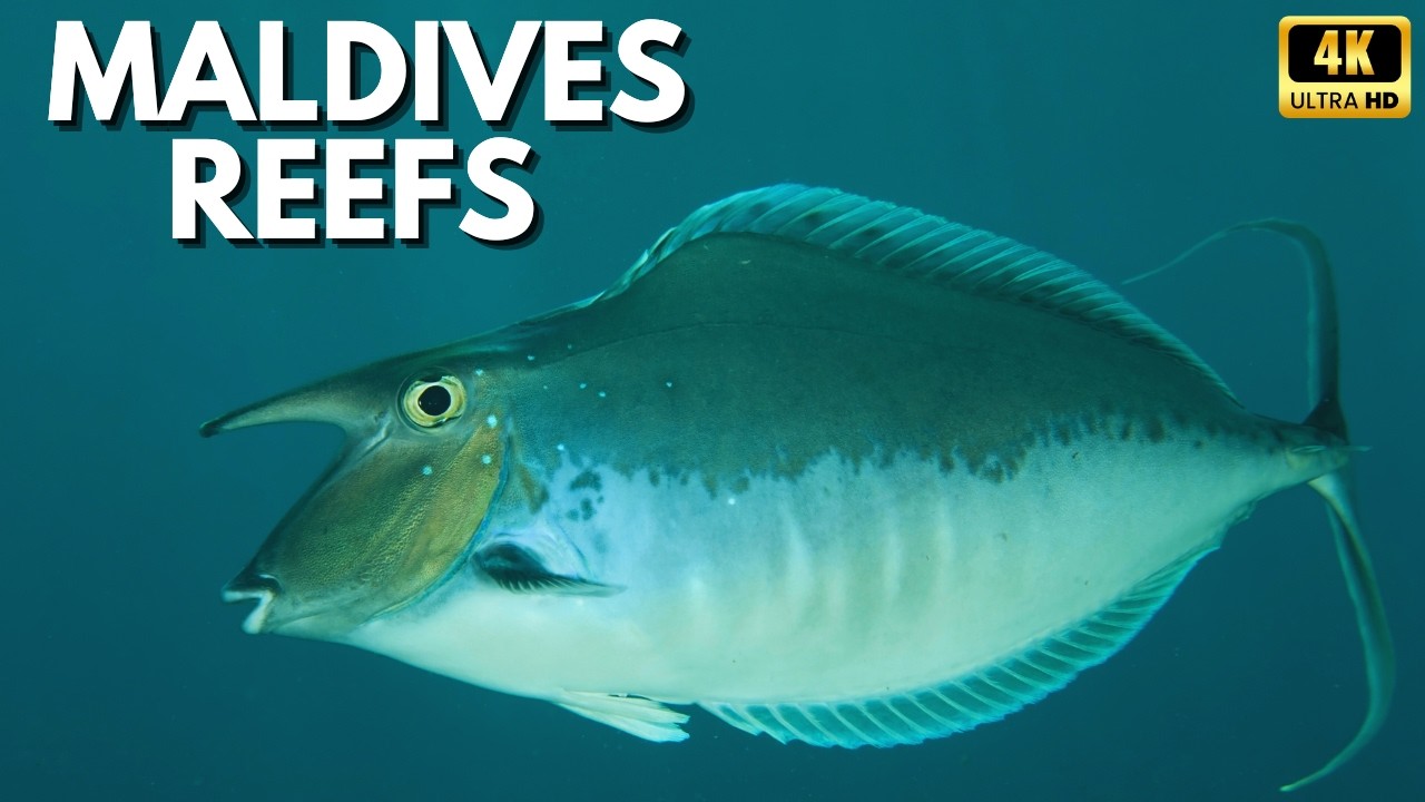 Sunken Maldives: Where Millions of Fish Move as One – Documentary