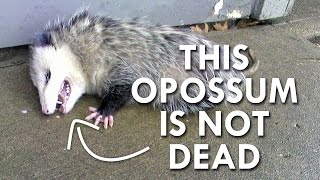 Is this Opossum Dead