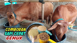 Download lagu Comboran sapi cepat gemuk‼️ Penggemukan sapi 3 bulan panen mp3