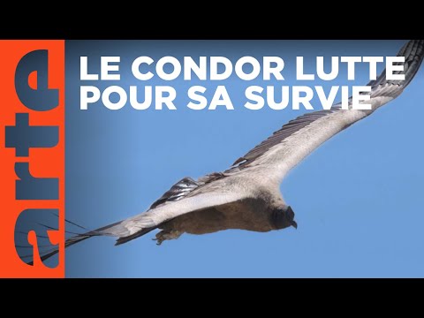 Argentine : mission condors | ARTE Reportage