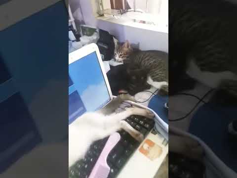 Why cats love to sleep on laptops 🤣 #short #cats