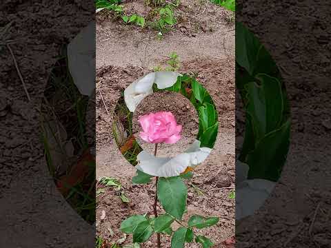  10 個の春の野の花と写真: 特性、象徴性、興味深い事実  庭園