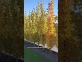 Privacy Trees