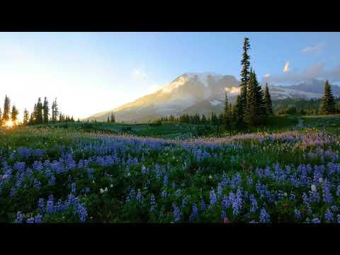 Wild Flowers Mount Rainier