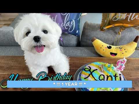 MY MALTESE DOGS 3 YEARS IN 15 MINUTES ❤️