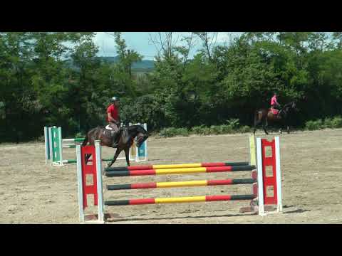 Trakehner mare Buket by Prince Patmos x Saint Cyr- 4 y.old