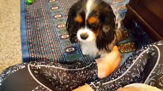 Such a gentle breed - Cavalier King Charles Spaniel