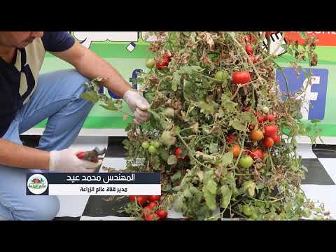 , title : 'زراعة الطماطم في المنزل والفرق بين الطماطم المعلقة والطماطم الارضية من حيث الانتاج | زراعة البندورة'