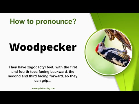 How to pronounce Woodpecker in English Correctly