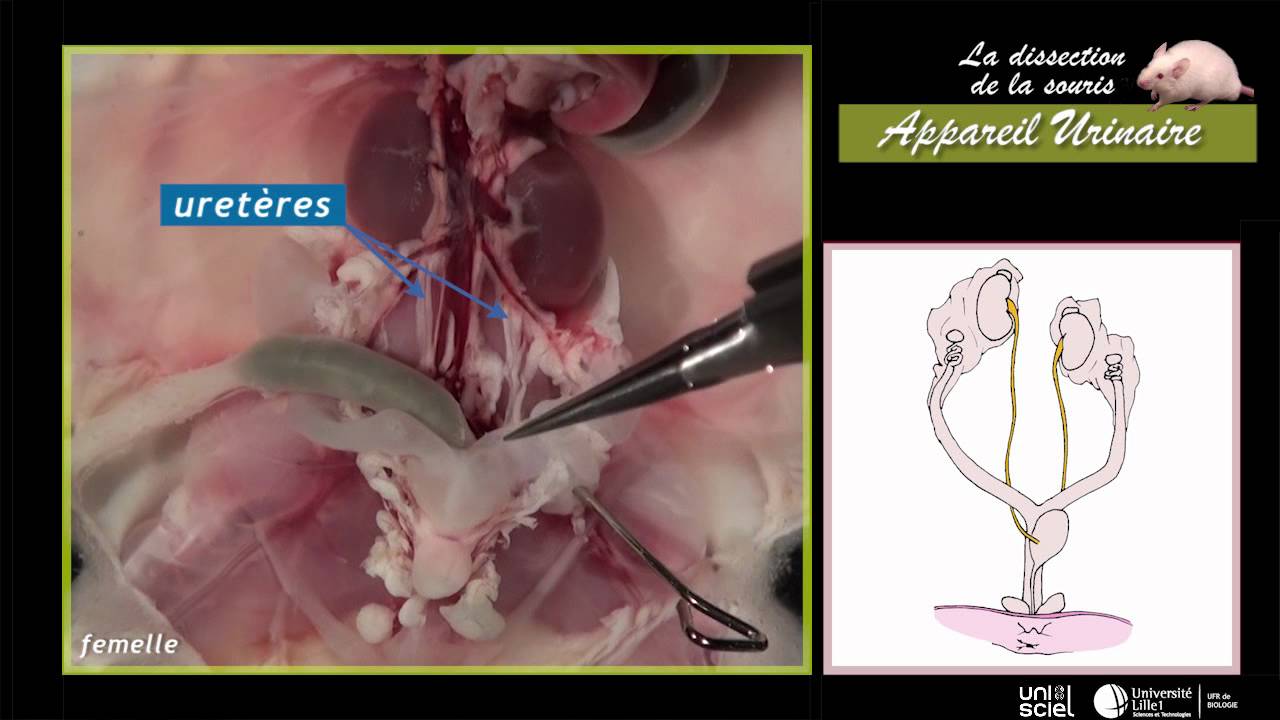 Mouse dissection of the urinary tract (6 out of 7)