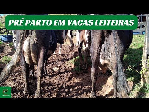 , title : 'Como fazer  PRÉ-PARTO em vacas leiteiras/ pecuária de leite'