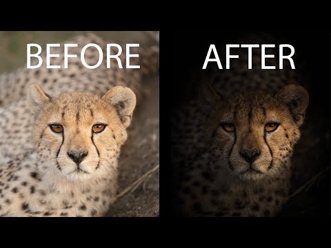 Create DRAMATIC WILDLIFE PORTRAITS using Lightroom