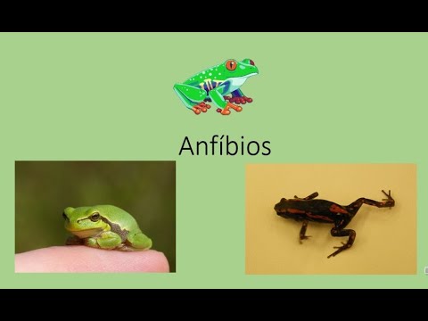 Anfíbios