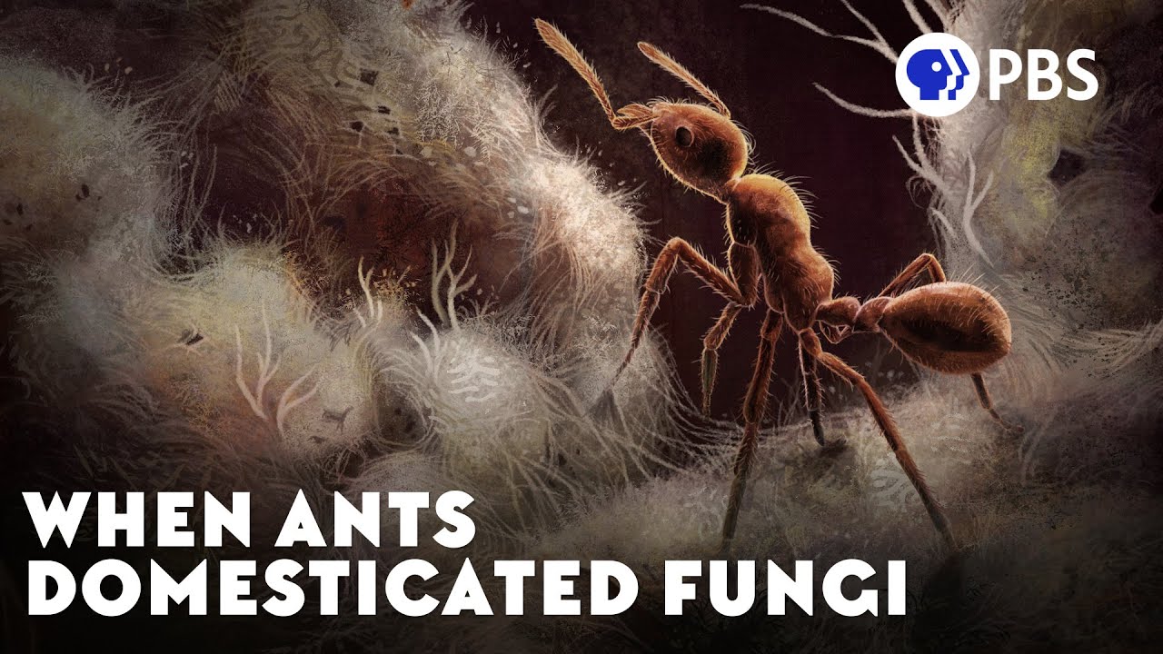 When Ants Domesticated Fungi