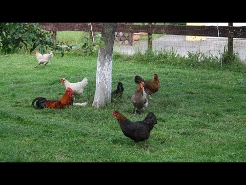 28.  Was muss in den HÜHNERAUSLAUF