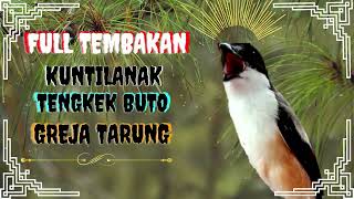 Download lagu The Long-tailed Shrike Chirping Full Spooky Shot mp3