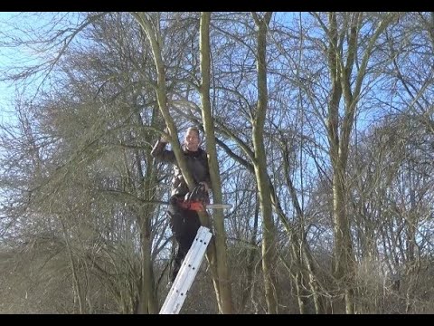 Pflaume schneiden Verjüngungsschnitt im Februar by Arche Denys