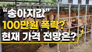 1마리에 500만원? 폭락했다던 송아지 가격 현재 전망은?