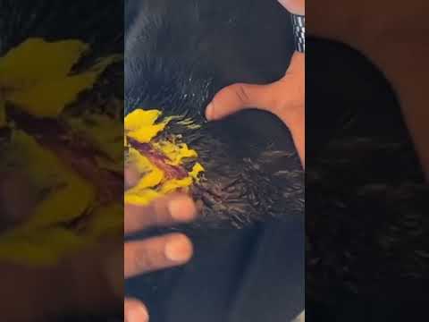 Paylap Pet Care YouTube short