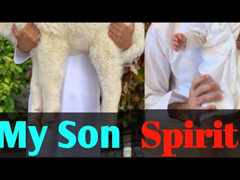 || Sheikh Hamdan Fazza Son pet Dogy || Fazza || #fazza #dubai_prince #viral #youtuber