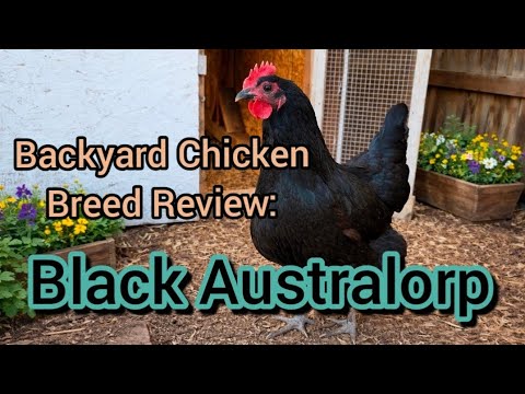 Black Australorp — backyard breed review