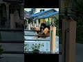Meme Lucu Kumpulan Video Lucu Bikin Ngakak Sakit Perut Shorts Lucu