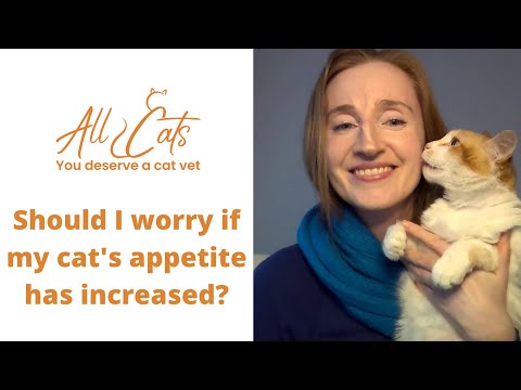 Should I worry if my cat's appetite has increased?