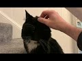 The Majestic Twitch And The Vet Trip Tuxedo Cats Furbaby