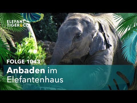 Anbaden (Folge 1043) | Elefant, Tiger & Co. | MDR