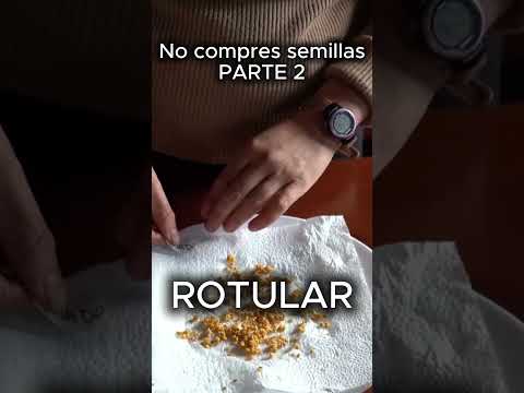 Cómo guardar semillas de tomate parte 2