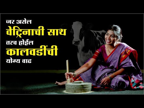 3kg Best Calf Animal Feed - Nutritional Solution For Growing Calves