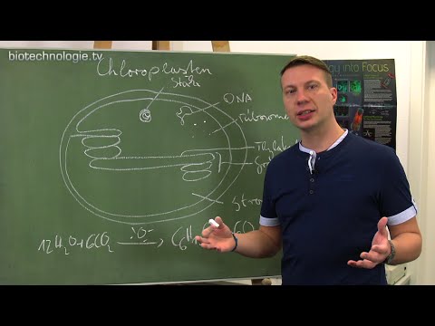 Kreidezeit 128: Chloroplasten