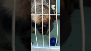 Video preview image #1 Mutt Puppy For Sale in Pasadena, CA, USA