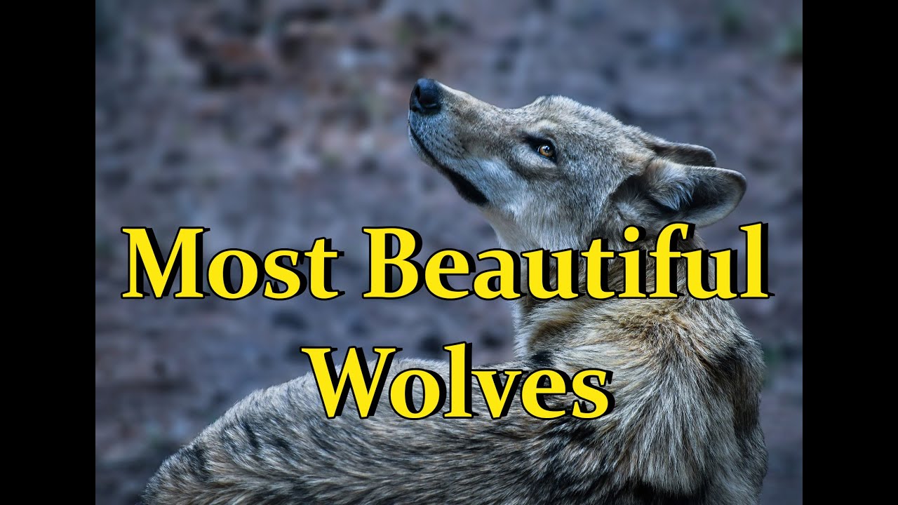 19 Wonderful Types Of Wolves (Stunning Pictures) | animalspika | Wildlife Photography