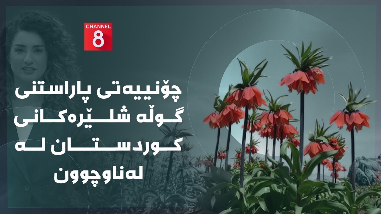 ڤیدیۆ | دەنگی زەوی - چۆنییەتی پاراستنی گوڵە شلێرەکانی کوردستان لە لەناوچوون